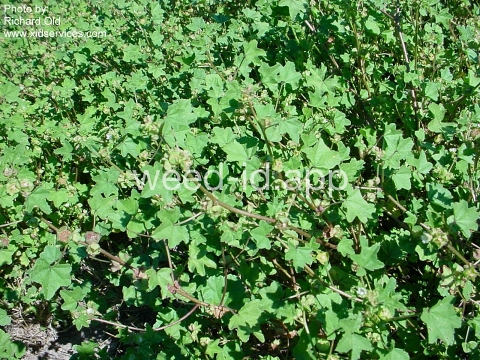 mallow, little